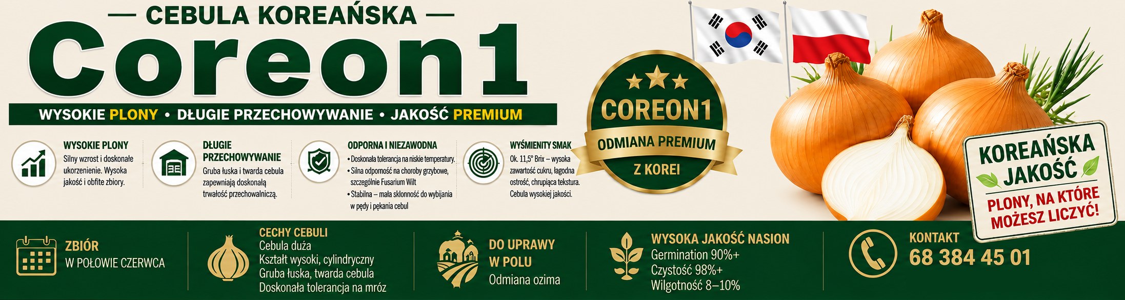 Coreon 1 — cebula koreańska: wysokie plony, długie przechowywanie, jakość premium. Kontakt 68 384 45 01